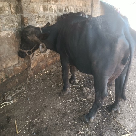 બી જુ વેતર ભેંસ વેચવાની