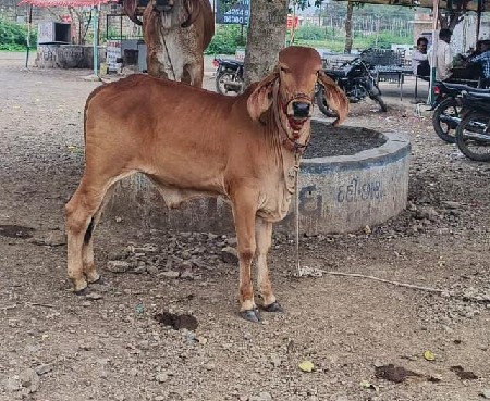 ગીર ગયો વેચવાની છે