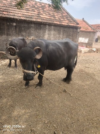 ભેસ