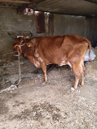 આ ત્રણ ગાયુ વેચવાની છે