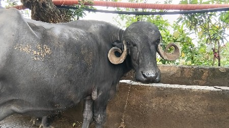 ભેશ