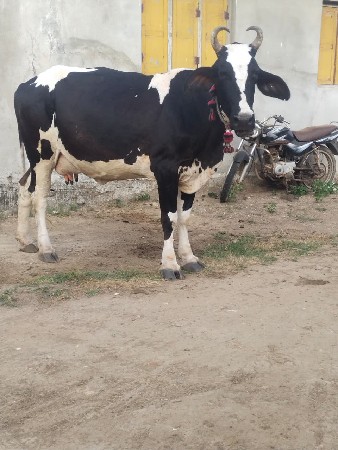 ગીર કૌચ