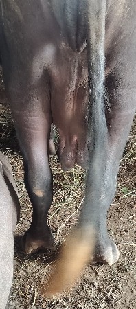 ભેંસ વેચવાની છે