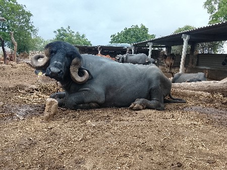 પાડો વેચવાનો છે
