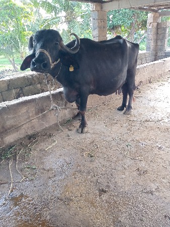 ભેશ વેચવાની છે