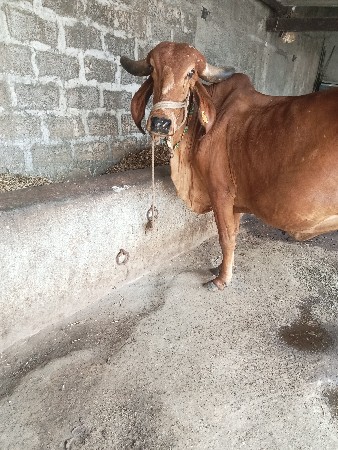 gir gay vechvani che