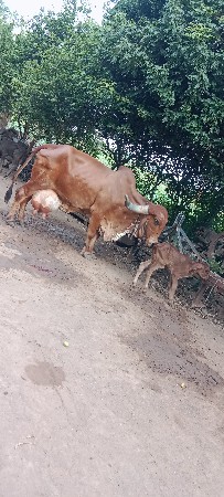 ગીર ગાય વેચવાની છે