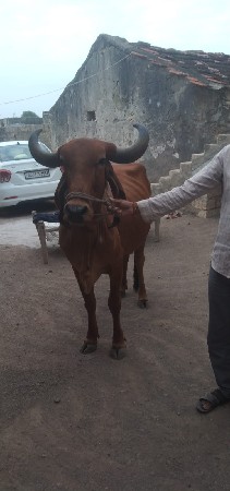 ગાય વેચવાની છે
