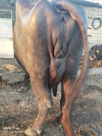 વેચવાની છે