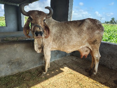 ગાય વેસવાની છે