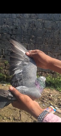 કબૂતર વેચવાના છે