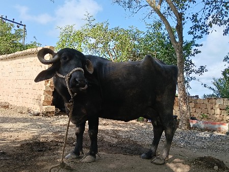 bhesh vechavani che