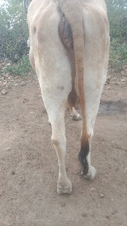 ગાય વેચવાની છે