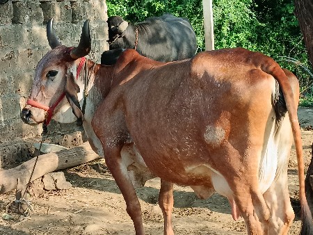 ગાય વેશવાનીછે