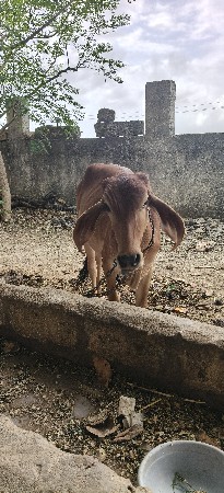 વાછડી