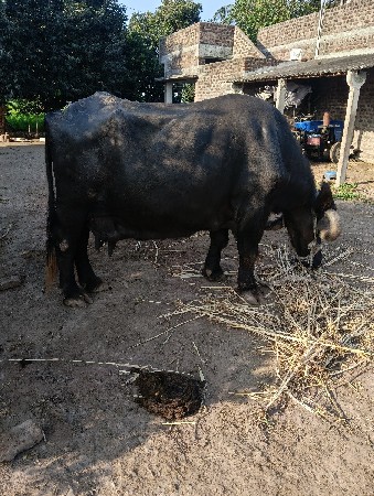 18 લિટર દુધ 1 દિવશનૂ