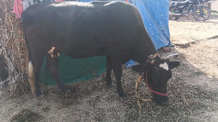 બે ગાયું વેચવાની છે