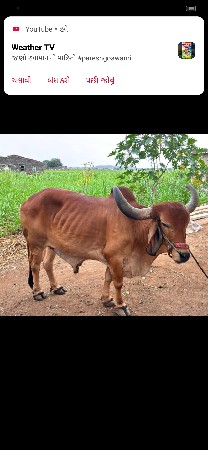 બળદ ફી આપવા ના છે