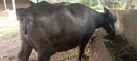 ભેંસ વેચવાની છે.