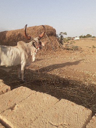 બળદ