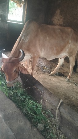 gay veshavani she