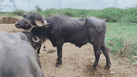pado kimat 90