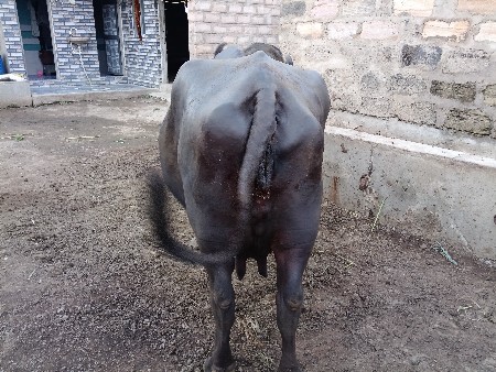 આ ભેંશ વેચાવ છે