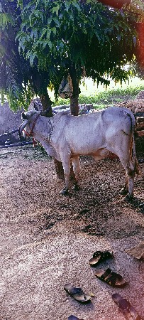 હોડકી વેચવાની છે