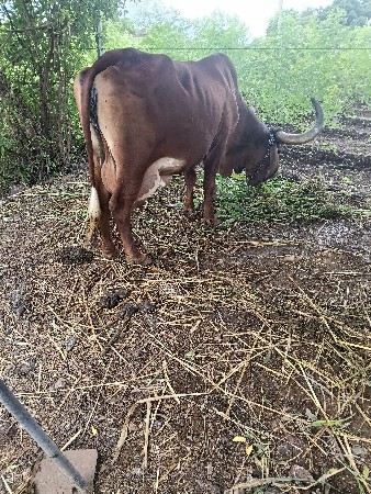 આગાય વેશવાનિસે