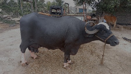 દસ ક દિવસ માં વિયાસે