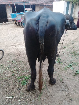 આ ભેંસ વેચવાની છે