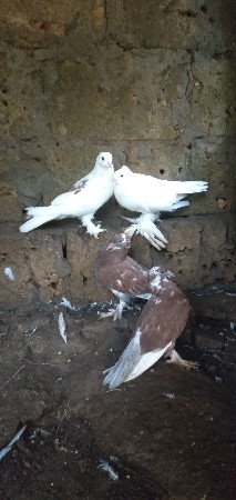 કબુતર વેચવા છે