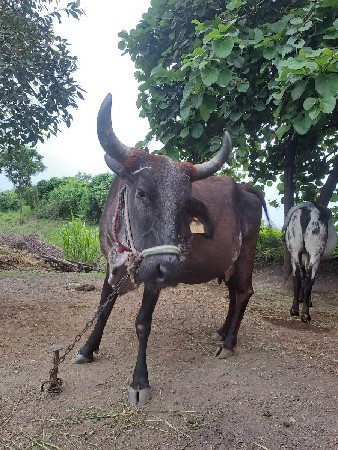 જર્સી ગાય વેચવાની છે