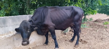 ગાય વેચવા ની છે