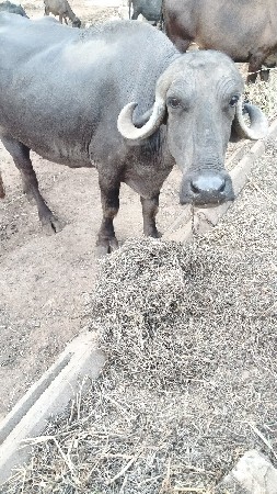 ભેંસ વેચવાની છે