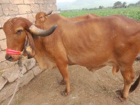 ગાય વેચવાની છે