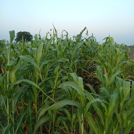લીલી જુવાર વેચવાની છે.