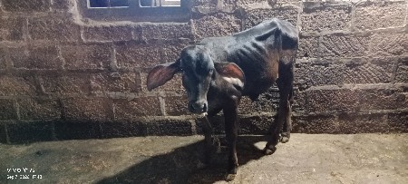 એસફ વાશડી વેચવાની છે