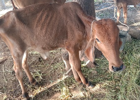 2 વાછડી