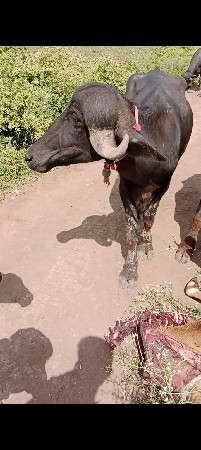 બેખડેલુ વેચવાની છે