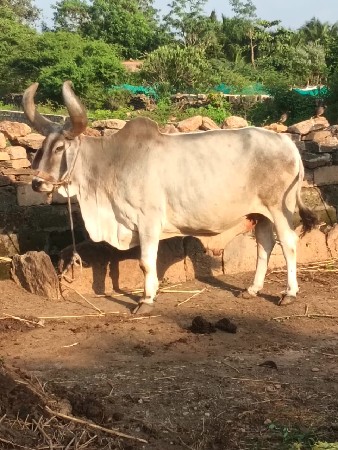 બળદ વઢયારા
