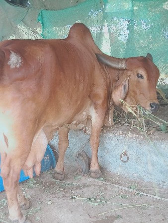ગીર ગાય વેચવાની છે