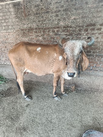 ગાય
