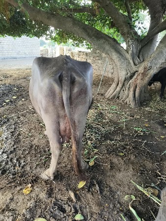 આ ભેંસ વેચવાની છે