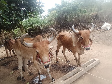 જીના ભાઈ