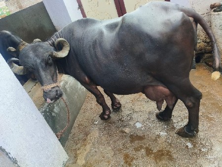 ૧૫ દિવસ ની કાચી છે