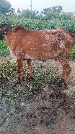 વેશવાનીછે