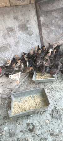 સોનાલી મુરઘી ના બચ્ચા