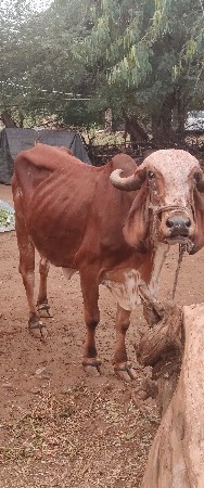 ગાય વેચવાની સે...