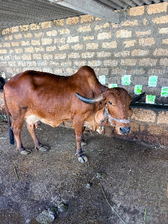 ગીર ગાય વેચવાની છે